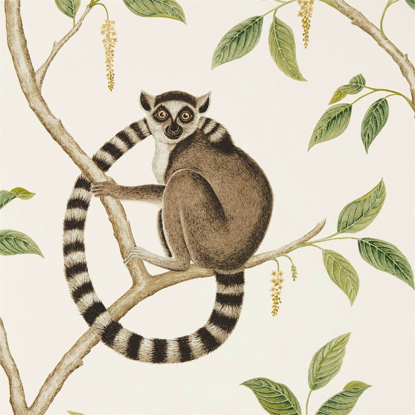 Обои Sanderson The Glasshouse Ringtailed Lemur 216664